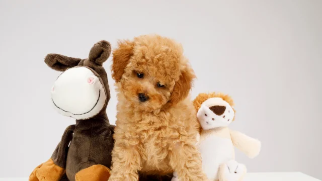 Why Mascots should be part of your Japanese PR Campaign good mascot charactar