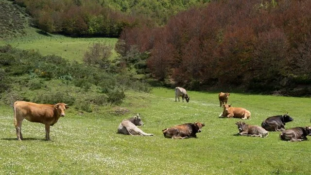 SNS広報の活用法:知っておきたい賢いSNS広報戦略 スペイン牛 SNS 成功事例 広報